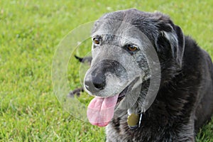 Senior Dog Taking a Break