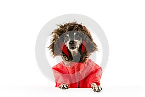 Senior dog wearing a warm winter coat or anorak for cold winter season