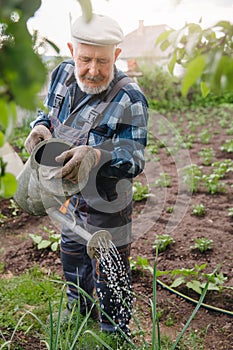 Senior elderly man with gray beard is pouring watering can in vegetable garden of plant