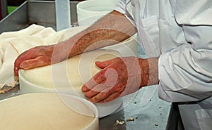 Senior expert cheesemaker checks he wheel of cheese just made in