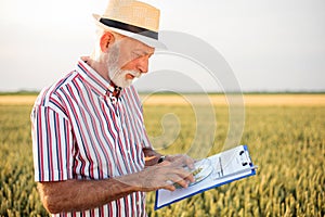 Senior farmer or agronomist examining wheat beads and filling out questionnaire