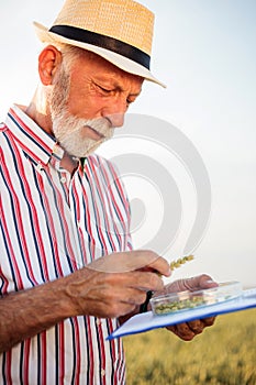 Senior farmer or agronomist examining wheat beads and filling out questionnaire