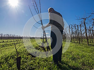 Senior farmer from behind planting fruit trees on a sunny winter day. Agriculture concept