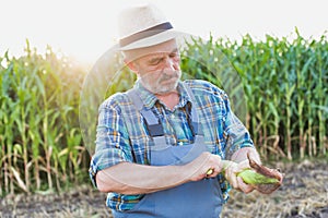 Senior farmer examining corn against corn plant growing in fields photo