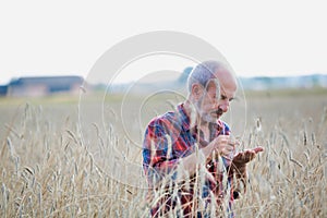 Senior farmer examining wheat grains in wheat crop field