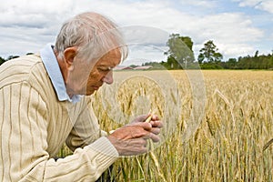 Senior farmer in a field