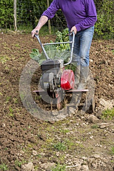 Senior farmer gardener working in the garden with rototiller , tiller tractor, cutivator, miiling machine