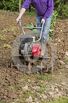 Senior farmer gardener working in the garden with rototiller , tiller tractor, cutivator, miiling machine