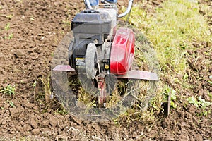 Senior farmer gardener working in the garden with rototiller , tiller tractor, cutivator, miiling machine