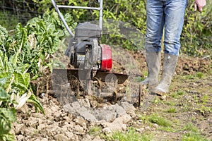 Senior farmer gardener working in the garden with rototiller , tiller tractor, cutivator, miiling machine