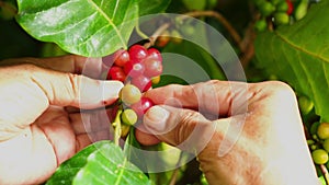 Senior farmer hands holding and checking a red bunch of coffee fruits.