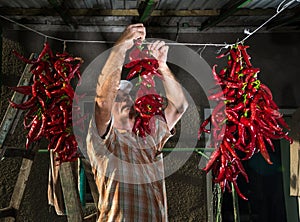 Senior farmer hanging red pepper