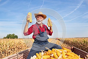 Senior farmer holding corn cobs in field during harvest