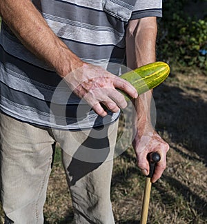 Senior farmer holding fresh organic cucumber