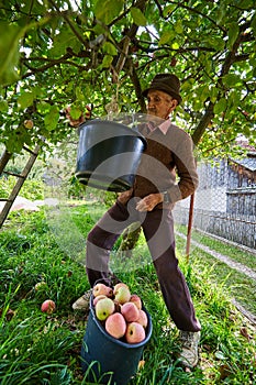 Senior farmer picking apples
