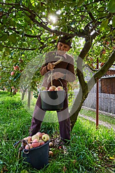 Senior farmer picking apples