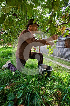 Senior farmer picking apples