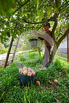 Senior farmer picking apples