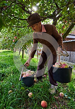 Senior farmer picking apples