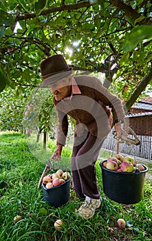 Senior farmer picking apples