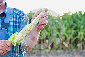 Senior farmer removing corn cob against corn plant growing in field photo