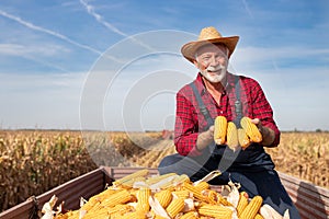 Senior farmer showing corn cobs in field during harvest
