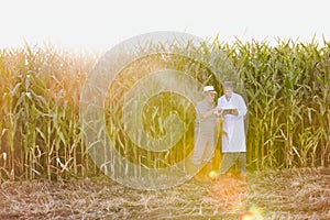 Senior farmer showing corn for crop scientist against corn plants growing in field