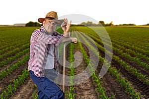 Senior farmer standing in corn field examining crop at sunset