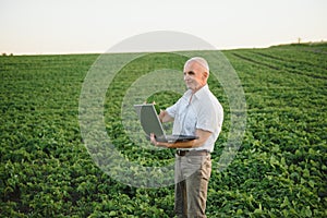 Senior farmer standing in soybean field examining crop at sunset