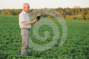 Senior farmer standing in soybean field examining crop at sunset