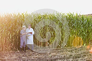 Senior farmer standing whilst crop scientist examining corn and using digital tablet against corn plants growing in field with yel