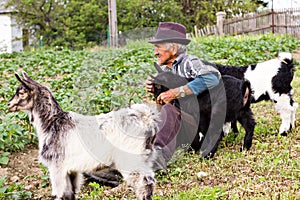 Senior farmer with three baby goat