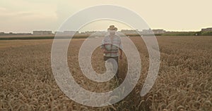 Senior farmer walking to camera on field of ripe wheat at sunset