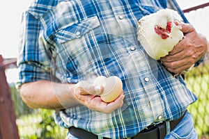 Senior farmer wearing carrying hen and fresh eggs in barn