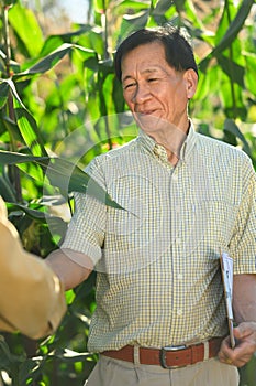 Senior farmers at the cornfield. Agreement and contract in agriculture