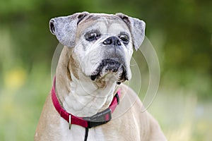 Senior fawn Boxer dog, pet rescue adoption photography