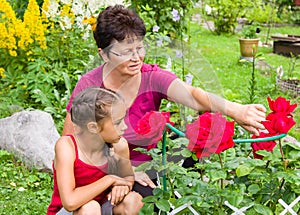 Senior female gardener and her small grandaughter sitting near the garden roses bush