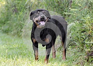 Senior female German Rottweiler dog