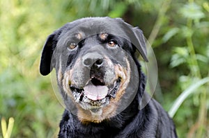 Senior female German Rottweiler dog