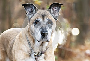 Senior female German Shepherd Dog mix with gray muzzle portrait