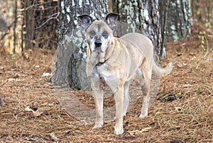 Senior female German Shepherd Dog mix outside on leash