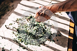 Senior florist collecting dried herbs selective focus