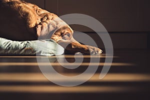 Senior Fox Red labrador Retriever dog sleeping in a home interior with high contrast window light