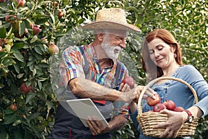 Senior fruit grower picking apples for quality control