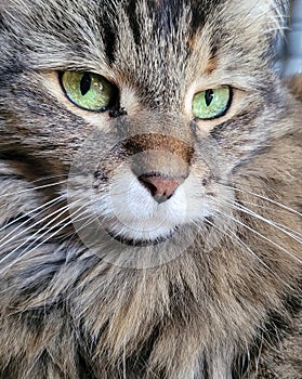 Senior Furry Green Eyed Cat - Sophie