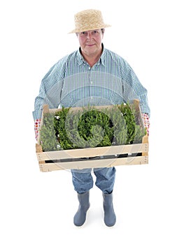 Senior gardener with box of aspic photo