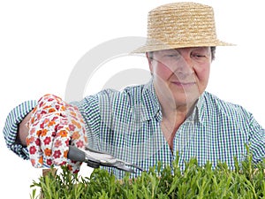 Senior gardener forming aspic seedlings photo
