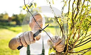 Senior gardener gardening in his garden