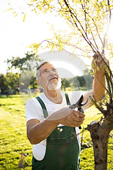 Senior gardener gardening in his garden