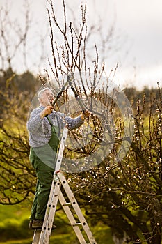 Senior gardener gardening in his garden